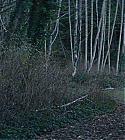 AZD-BIF0793.jpg